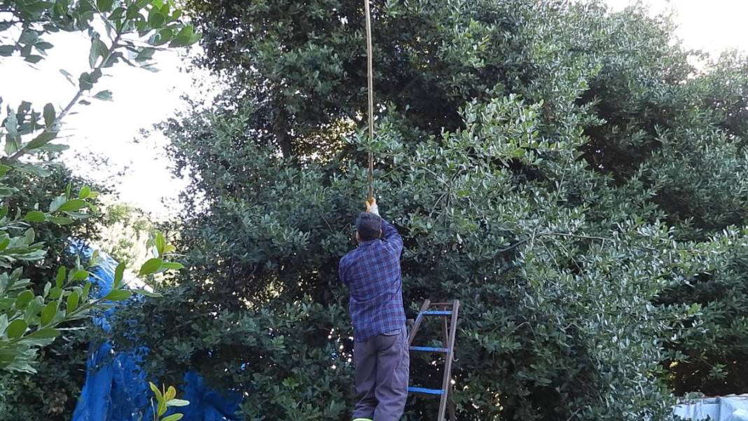 Dalında 7 lira, fabrikadan çıkınca 1500 lira! Dünyaya ihraç ediyorlar, bir köy böyle zengin oldu 11